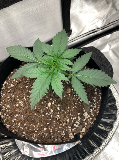 First grow planted April 29..Day 14 from head above dirt (Day 17 from germination if ya count that) 3 Gal pot Medium:FoxFarm CocoLoco Top 2/3 and Natu