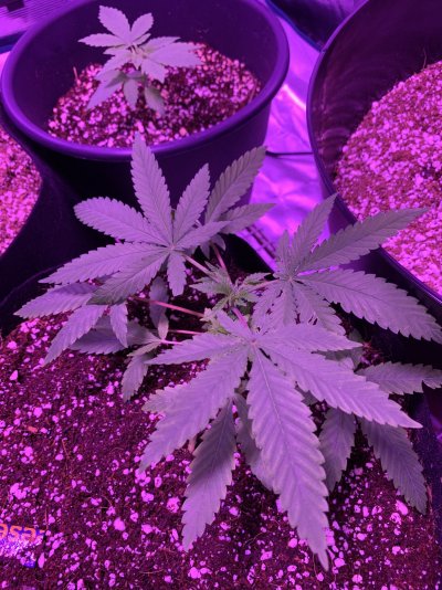 will-this-stunt-my-plants-height-2.jpeg