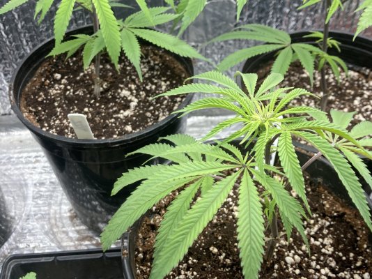 are-my-clones-already-flowering-2.jpeg