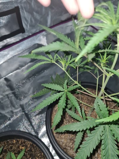 when-to-start-bloom-nutes-on-a-auto-6.jpg