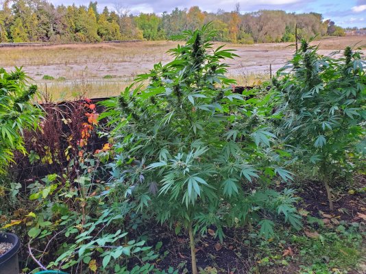 Outdoor grows i have had