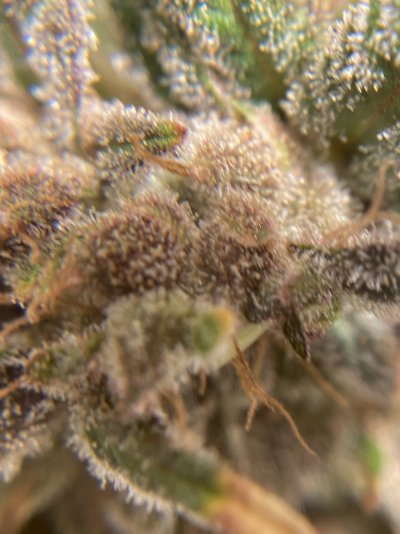 Time to harvest? Wedding Cake
