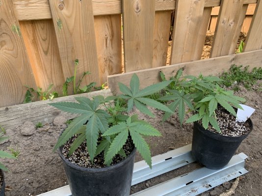 week-5-first-ever-grow--how-am-i-doing-7.jpeg