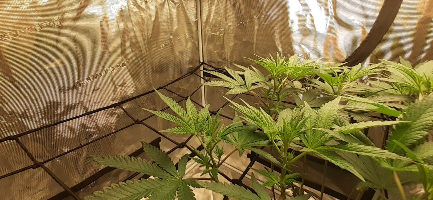Nitrogen toxicity or something else?