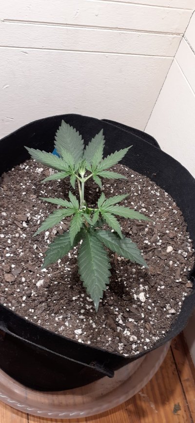 First grow diary, bear with me.