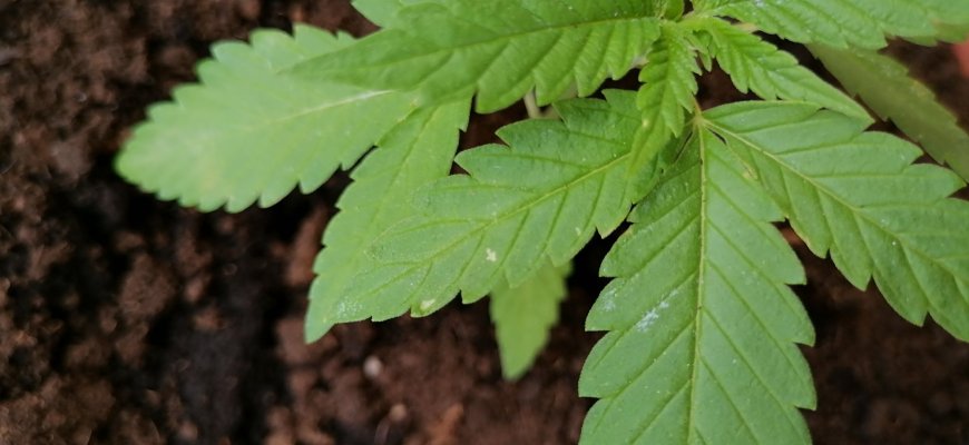help-me-please-seedling-problem-with-yellow-spots-3.jpg
