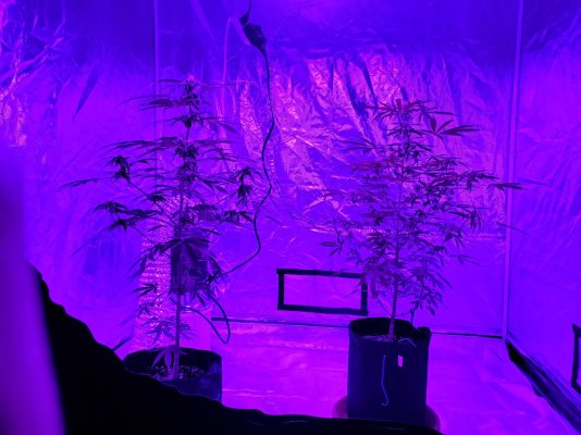Some more photos of my