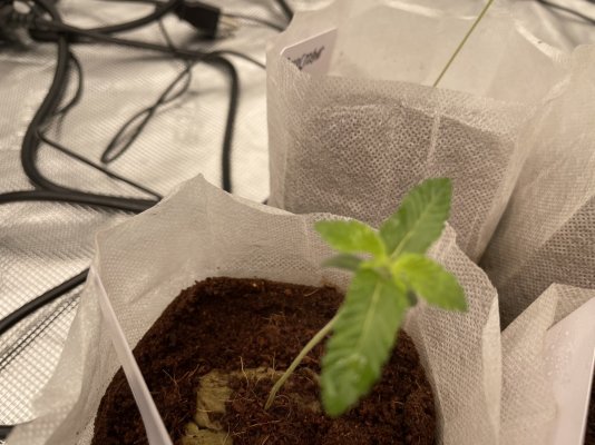 sos-seedlings-have-issues-need-help-4.jpeg