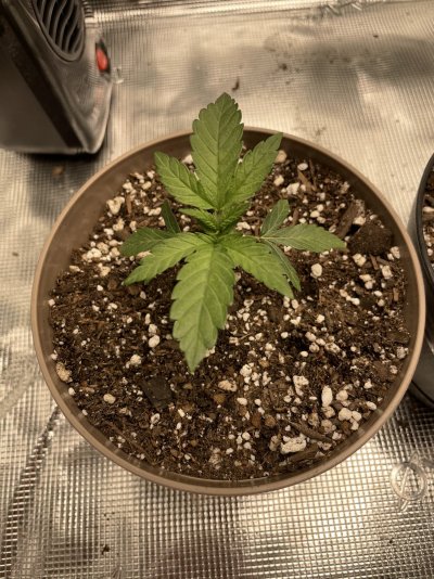 Just started my indoor grow... brought out my camera. :)
