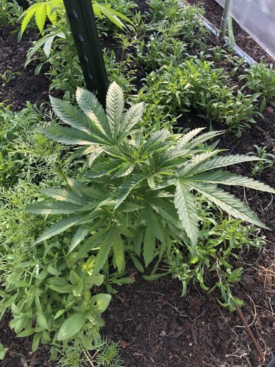 Let's see your 2021 Outdoor Plants!