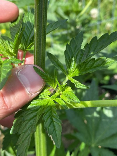 need-some-help-first-time-outdoor-grow-2.jpeg