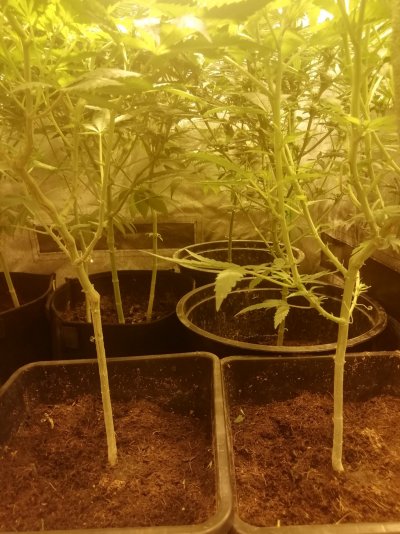KB x Og sfv & Exodus cheese x KB *Pheno hunt