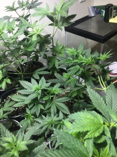gg4--random-loud-seeds-6.jpeg