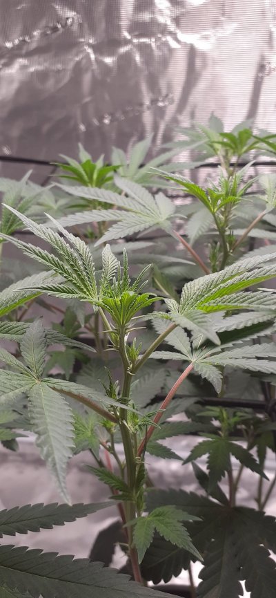 First grow diary, bear with me.