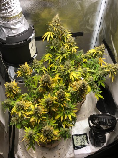 Disaster near very end of harvest