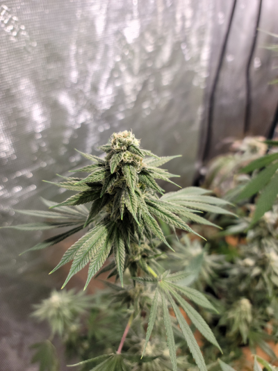 Bell's Perpetual Happy Hell - Doom, Hedonism and Herbal Wellness