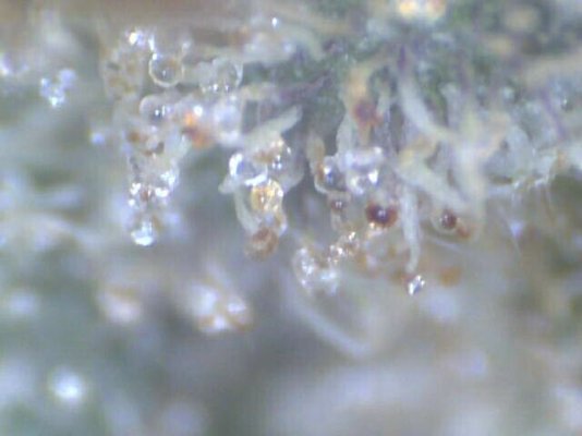 Trich colour after harvest