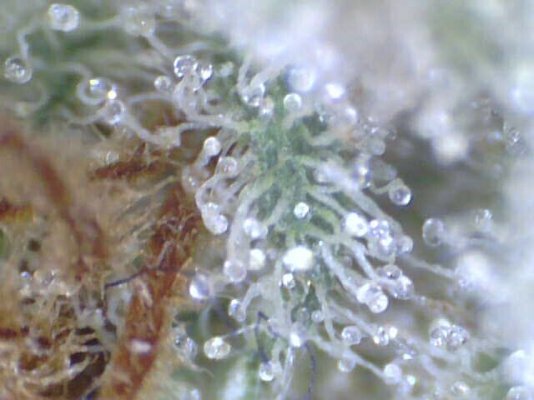 Trich colour after harvest