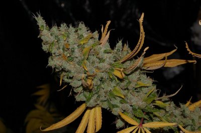 Sour Diesel 11 weeks
