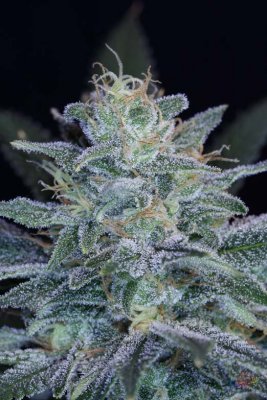 Purple Pynamite - Day 53 blm. 020.jpg