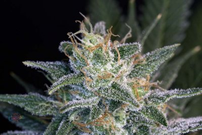 Purple Pynamite - Day 53 blm. 027.jpg