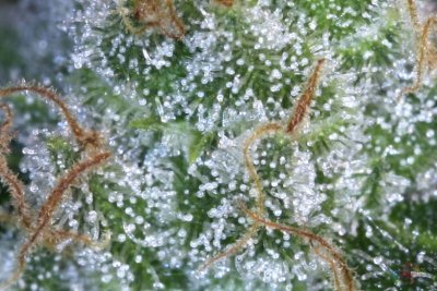 Purple Pynamite - Day 53 blm. 026.jpg