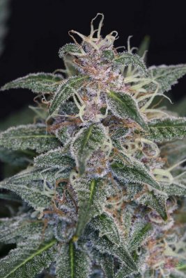 Krowberry x Pynamite x Shiva day 55 (Pink) 010.jpg