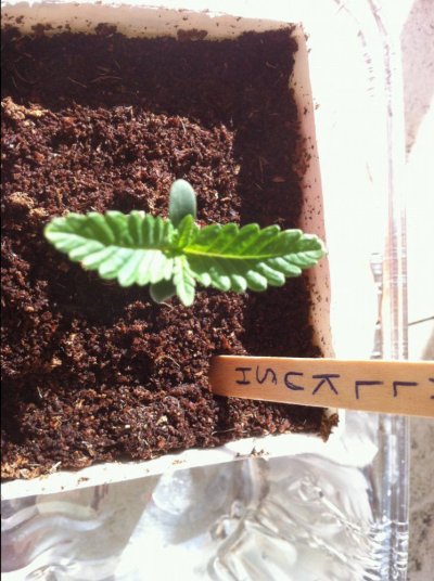 mekong-high--allkush-in-coco-2nd-grow.jpg