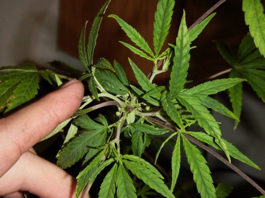 Quadlateral branching