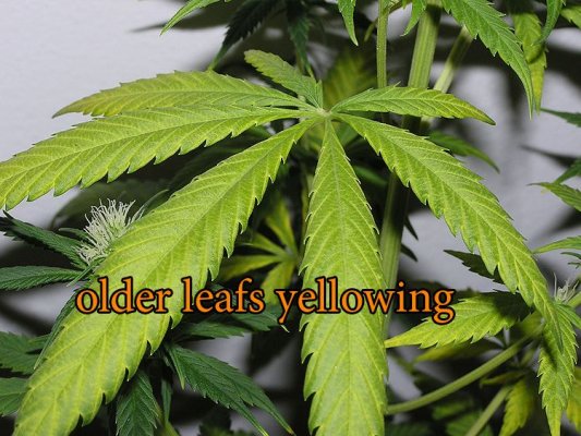 New Grower, Needs help... Plant issues