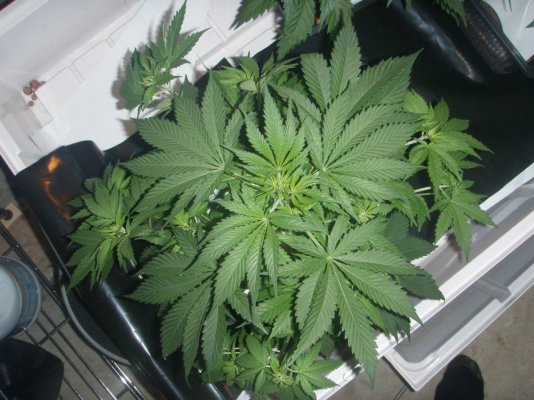 growdec2 009.jpg