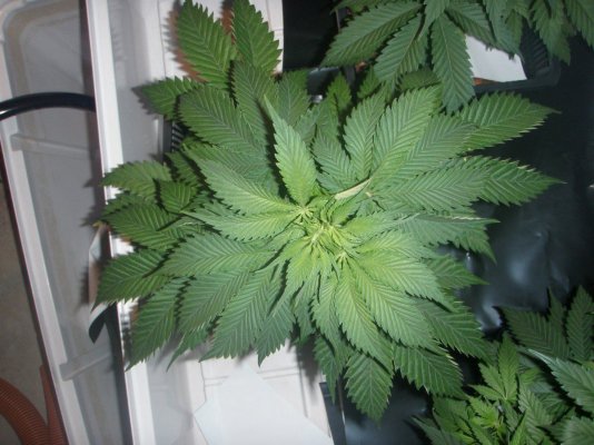 growdec2 011.jpg