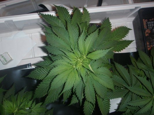 growdec2 012.jpg