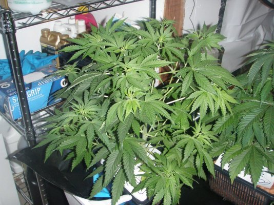 growdec2 026.jpg