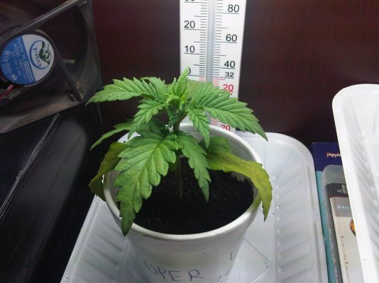 my first grow (SLH)