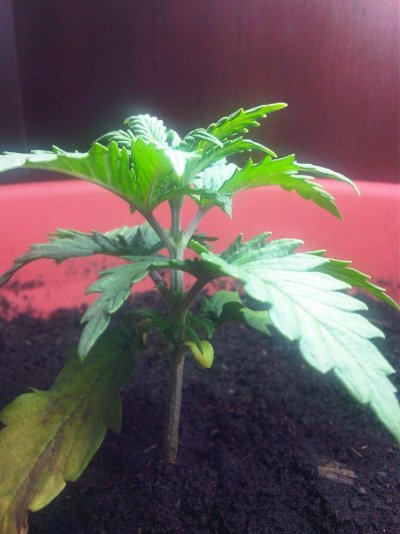 my first grow (SLH)
