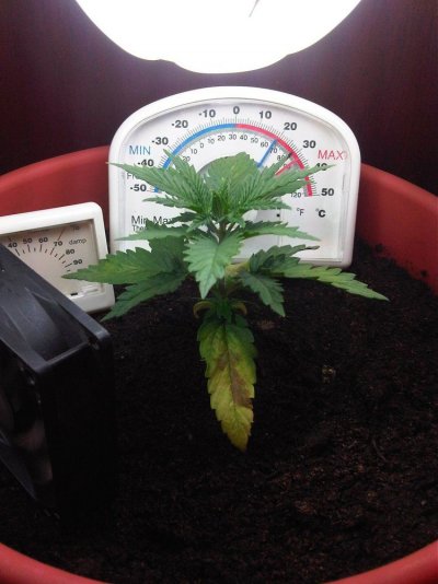 my first grow (SLH)