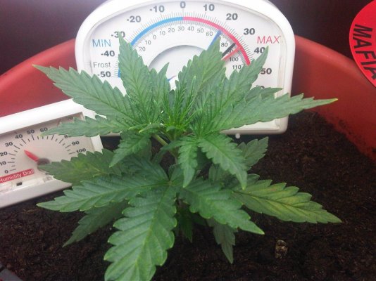 my first grow (SLH)