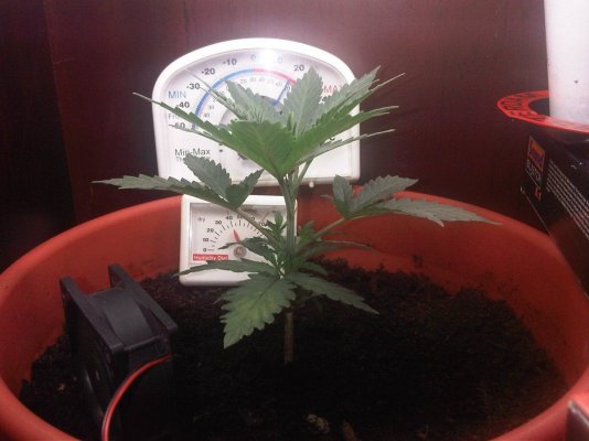 my first grow (SLH)