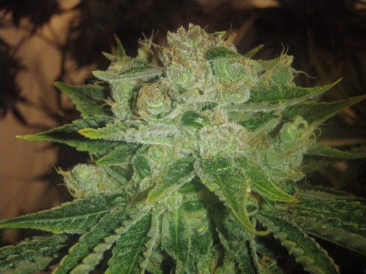 growdec2 023.jpg