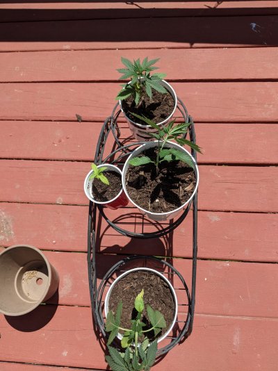 Just went to check out my plants and one is drooping. Not sure why.