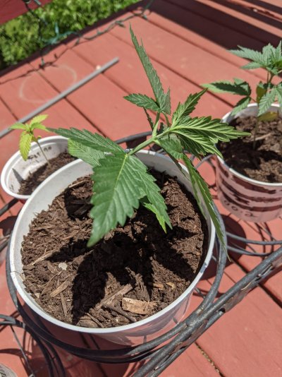 Just went to check out my plants and one is drooping. Not sure why.