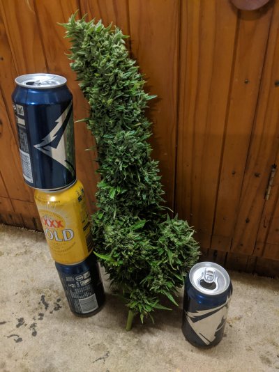 I Like Big Buds and I Cannot Lie! Indoor growers: Let's see your biggest buds.
