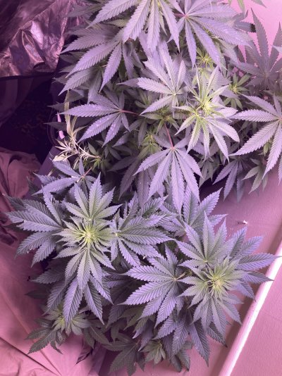 Flower week 1 . How they doin??