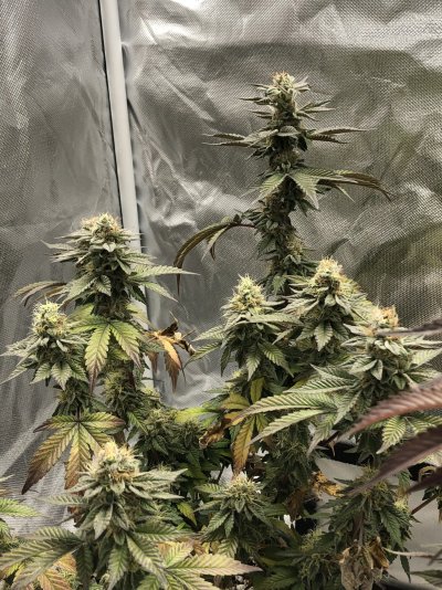 707finishers first indoor grow, small tent.