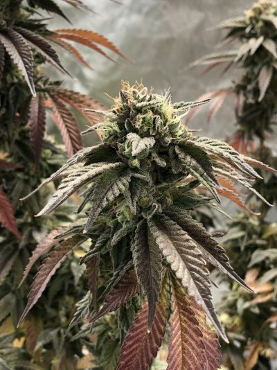 707finishers first indoor grow, small tent.