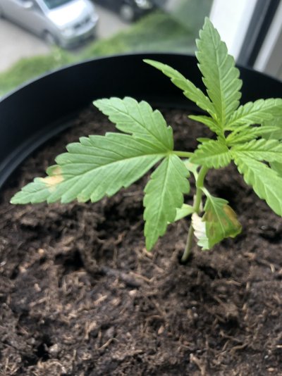 what-is-wrong-with-my-plant-2.jpeg