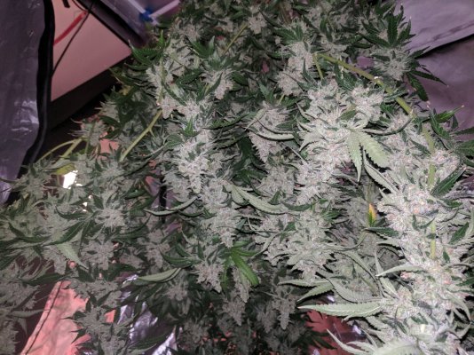 Let's See Your Frostiest Flowers