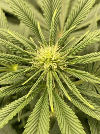 first-grow---7-weeks-in---3-weeks-into-flower-2.jpeg