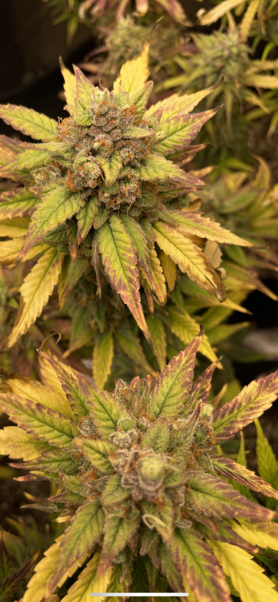 Blueberry auto, ready or not?